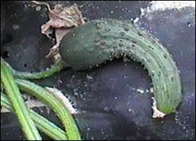 Misshapen cucumber
