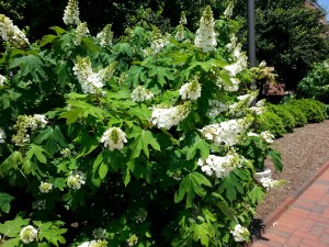 Hydrangea quercifolia