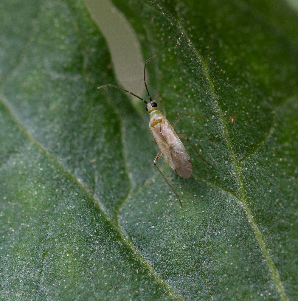 Tomato bug adult. Photo by Debbie Roos.