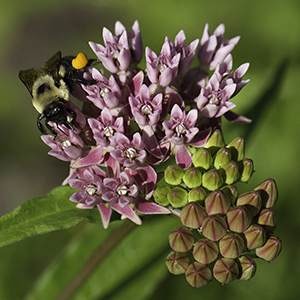 Asclepias rubra