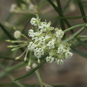 Whorled milkweed