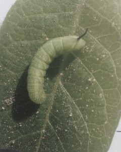 Young, early instar, hornworm larva. Photo: Jeremy Slone