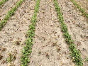 Agent 11. Peanut test plot for Early Post emergent herbicide sprays in peanut.