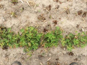 Agent 11. Peanut test plot for Early Post emergent herbicide sprays in peanut.