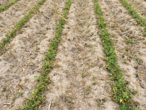 Agent 14. Peanut test plot for Early Post emergent herbicide sprays in peanut.