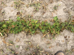 Agent 14. Peanut test plot for Early Post emergent herbicide sprays in peanut.