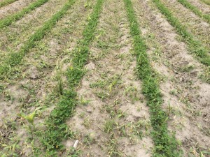 Agent 15. Peanut test plot for Early Post emergent herbicide sprays in peanut.