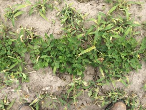 Agent 15. Peanut test plot for Early Post emergent herbicide sprays in peanut.