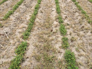 Agent 17. Peanut test plot for Early Post emergent herbicide sprays in peanut.