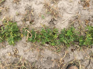 Agent 17. Peanut test plot for Early Post emergent herbicide sprays in peanut.