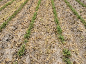 Agent 19. Peanut test plot for Early Post emergent herbicide sprays in peanut.