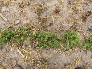 Agent 19. Peanut test plot for Early Post emergent herbicide sprays in peanut.