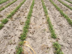Agent 23. Peanut test plot for Early Post emergent herbicide sprays in peanut.