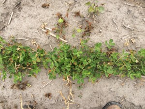 Agent 23. Peanut test plot for Early Post emergent herbicide sprays in peanut.