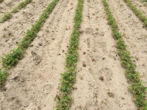 Agent 24. Peanut test plot for Early Post emergent herbicide sprays in peanut.