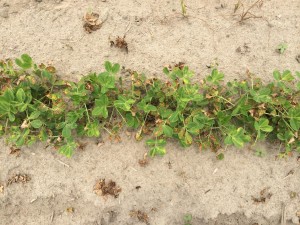Agent 24. Peanut test plot for Early Post emergent herbicide sprays in peanut.