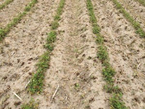 Agent 25. Peanut test plot for Early Post emergent herbicide sprays in peanut.