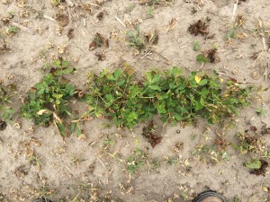 Agent 25. Peanut test plot for Early Post emergent herbicide sprays in peanut.