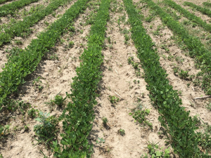 Agent 11. Peanut test plot for Early Post emergent herbicide sprays in peanut.