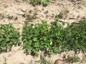 Agent 11. Peanut test plot for Early Post emergent herbicide sprays in peanut.
