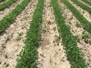 Agent 8. Peanut test plot for Early Post emergent herbicide sprays in peanut.