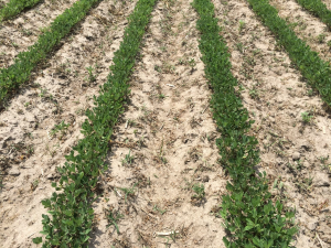 Agent 14. Peanut test plot for Early Post emergent herbicide sprays in peanut.