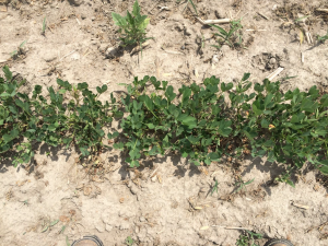 Agent 14. Peanut test plot for Early Post emergent herbicide sprays in peanut.