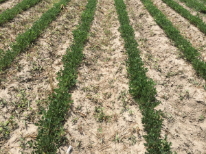 Agent 15. Peanut test plot for Early Post emergent herbicide sprays in peanut.