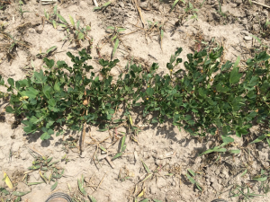 Agent 15. Peanut test plot for Early Post emergent herbicide sprays in peanut.