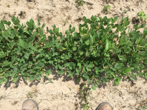 Agent 8. Peanut test plot for Early Post emergent herbicide sprays in peanut.