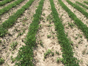 Agent 10. Peanut test plot for Early Post emergent herbicide sprays in peanut.
