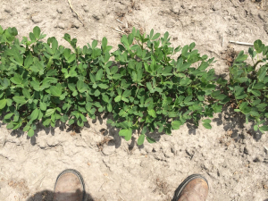Agent 21. Peanut test plot for Early Post emergent herbicide sprays in peanut.