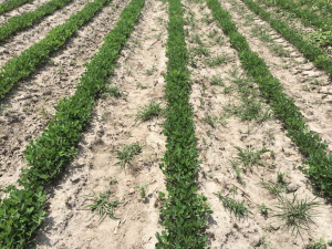 Agent 22. Peanut test plot for Early Post emergent herbicide sprays in peanut.