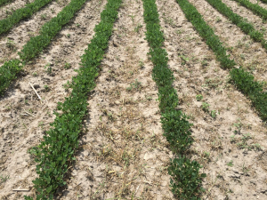 Agent 17. Peanut test plot for Early Post emergent herbicide sprays in peanut.
