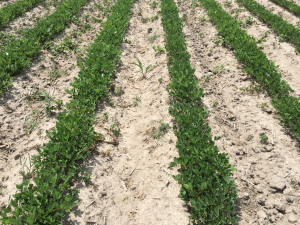 Agent 23. Peanut test plot for Early Post emergent herbicide sprays in peanut.