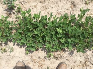 Agent 23. Peanut test plot for Early Post emergent herbicide sprays in peanut.