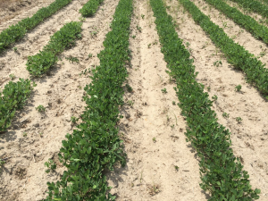 Agent 24. Peanut test plot for Early Post emergent herbicide sprays in peanut.