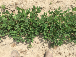 Agent 24. Peanut test plot for Early Post emergent herbicide sprays in peanut.