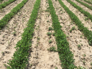 Agent 25. Peanut test plot for Early Post emergent herbicide sprays in peanut.