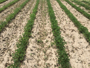 Agent 26. Peanut test plot for Early Post emergent herbicide sprays in peanut.