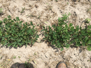 Agent 17. Peanut test plot for Early Post emergent herbicide sprays in peanut.