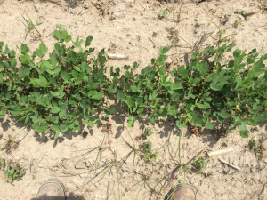 Agent 25. Peanut test plot for Early Post emergent herbicide sprays in peanut.
