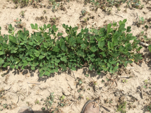 Agent 26. Peanut test plot for Early Post emergent herbicide sprays in peanut.