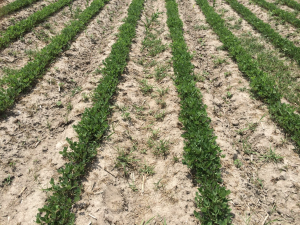 Agent 18. Peanut test plot for Early Post emergent herbicide sprays in peanut.