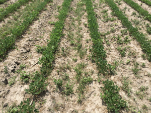 Agent 19. Peanut test plot for Early Post emergent herbicide sprays in peanut.