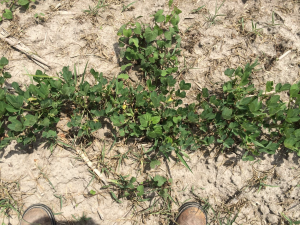 Agent 19. Peanut test plot for Early Post emergent herbicide sprays in peanut.