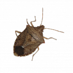 Brown stink bug adult.