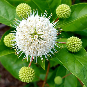 Cephalanthus occidentalis