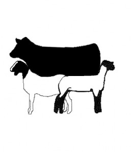 Cover photo for 2022 4-H Farm Credit Livestock Show Circuit