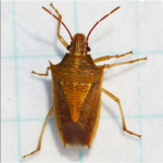 Rice stink bug adults are cigar shaped.